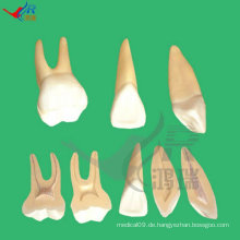 HR-305 Erweiterungsmodell der menschlichen Zähne, Zähne Anatomisches Modell